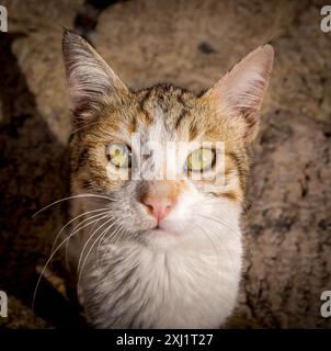 The portrait of the abandoned stray cat with white and orange fur. Stock Photo