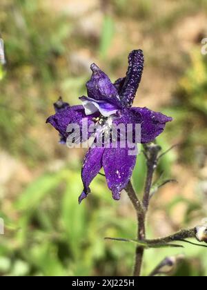 thumbnail image 2 of August, Flower, Portrait, Plant, Delphinium "King Arthur", Larkspur In Garden Image561907952 2 of 13