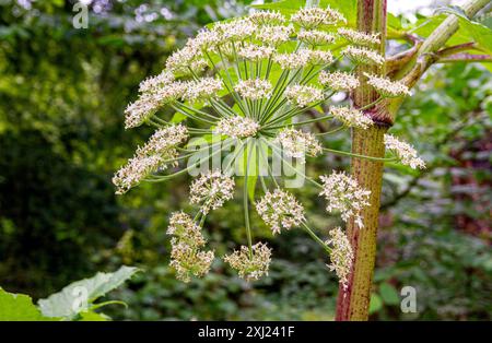 During its full bloom in summer, the giant hogweed at Scotland's Dundee Trottick Woods could cause burns to people as well as wildlife Stock Photo