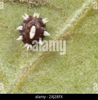 Barnacle Scale (Ceroplastes cirripediformis) Insecta Stock Photo - Alamy