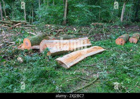 Logs and split timber in a managed area of Yorkshire woodland. Stock Photo