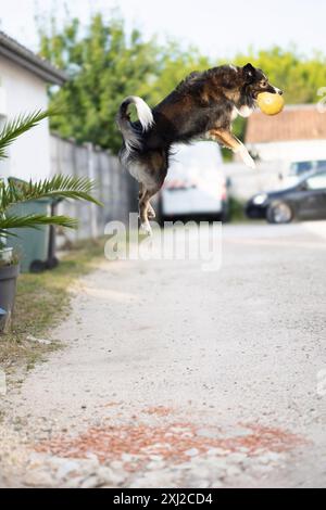 Dog jumping very high for reaching and biting a ballon. Stock Photo