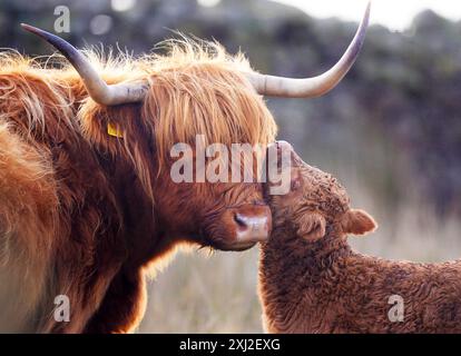 Highland Cow and young photographed near Kirkland in the Northern Pennines, Cumbria.  The Highland is a traditional breed of western Scotland. Stock Photo