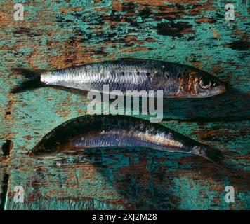 Sardines on painted wood (topic:sardines) Stock Photo