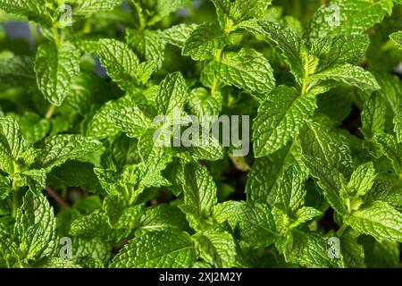 Raw Organic Green Mint Leaves Ready to Cook With Stock Photo