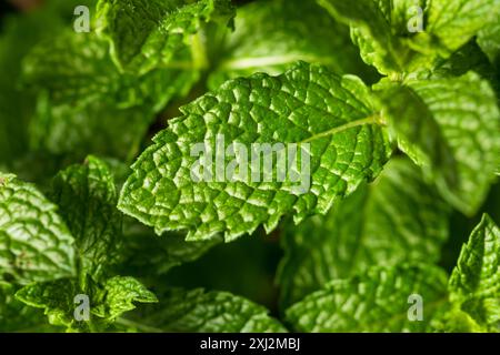 Raw Organic Green Mint Leaves Ready to Cook With Stock Photo