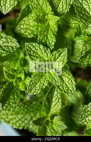Raw Organic Green Mint Leaves Ready to Cook With Stock Photo