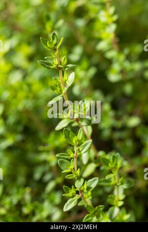 Raw Organic Green Thyme Leaves Ready to Cook Stock Photo