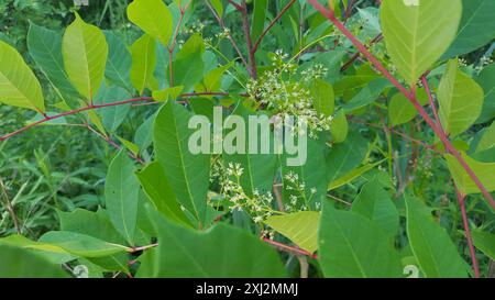 poison sumac (Toxicodendron vernix) Plantae Stock Photo