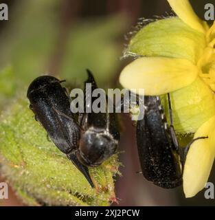 Tumbling Flower Beetles (Mordellidae) Insecta Stock Photo - Alamy