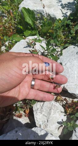 Black-bindweed (Fallopia convolvulus) Plantae Stock Photo - Alamy