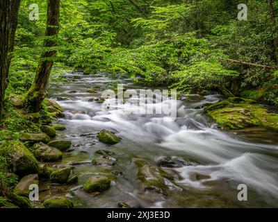 Oconaluftee River along the Newfound Gap Road in the Great Smoky Mountains National Park in North Carolina USA Stock Photo