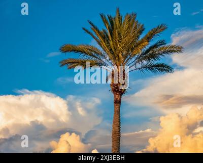 Big clouds behind palm tree with late afternoon sun on clouds Stock Photo