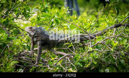 A Green Iguana in a tree on the island of St John in the US Virgin Islands Stock Photo