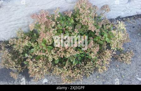 four-leaved allseed (Polycarpon tetraphyllum tetraphyllum) Plantae Stock Photo