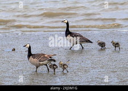 Barnacle goose (Branta leucopsis) couple with four goslings walking over beach along the North Sea coast in summer Stock Photo