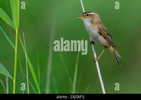 Sedge warbler (Acrocephalus schoenobaenus / Motacilla schoenobaenus) calling from reed stem in reedbed in summer Stock Photo