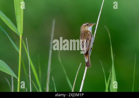 Sedge warbler (Acrocephalus schoenobaenus / Motacilla schoenobaenus) calling from reed stem in reedbed in summer Stock Photo