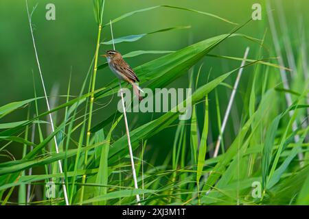 Sedge warbler (Acrocephalus schoenobaenus / Motacilla schoenobaenus) calling from reed stem in reedbed in summer Stock Photo