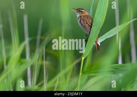 Sedge warbler (Acrocephalus schoenobaenus / Motacilla schoenobaenus) calling from reed stem in reedbed in summer Stock Photo