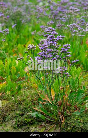 Common sea-lavender (Limonium vulgare) in flower in saltmarsh / salt marsh along the North Sea coast in summer Stock Photo