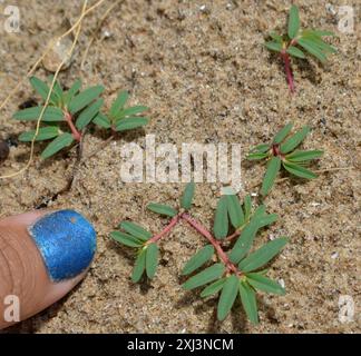 seaside sandmat (Euphorbia polygonifolia) Plantae Stock Photo