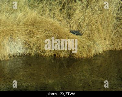 Sonoran Mud Turtle (Kinosternon sonoriense) Reptilia Stock Photo