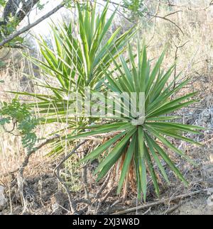 Spineless Yucca (Yucca gigantea) Plantae Stock Photo - Alamy