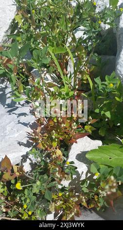 Black-bindweed (Fallopia convolvulus) Plantae Stock Photo - Alamy