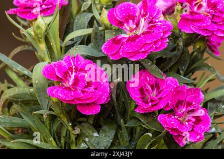 Red carnation flowers (Dianthus caryophyllus), on a natural background Stock Photo