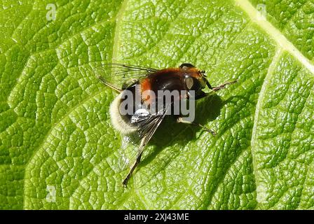 Furry Dronefly (Eristalis intricaria) Insecta Stock Photo - Alamy