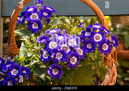 Cineraria, Florist's cineraria, (Pericallis × hybrida) summer flowers in a basket Stock Photo