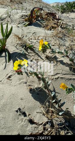 Beach evening-primrose (Camissoniopsis cheiranthifolia cheiranthifolia) Plantae Stock Photo