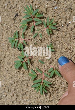 seaside sandmat (Euphorbia polygonifolia) Plantae Stock Photo