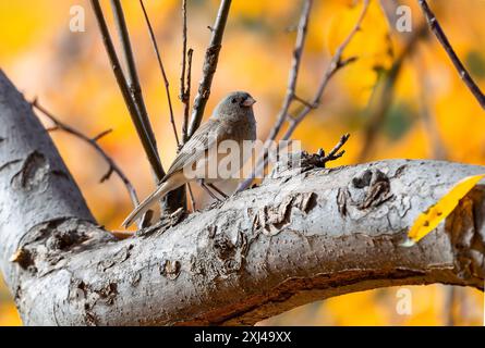 A Dark-eyed Junco bird posing atop a tree branch with a beautifully golden Autumn background. Stock Photo