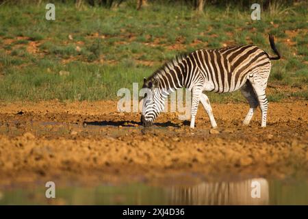 zebra exploring a watering hole in south africa Stock Photo - Alamy