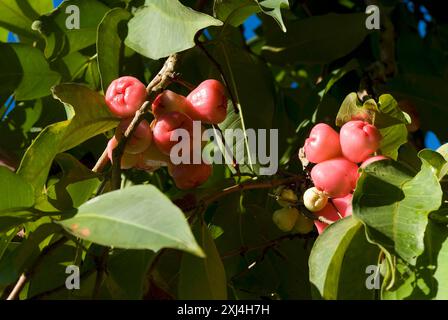 Otaheite apple on the tree Stock Photo