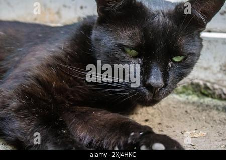 Odessa, Ukraine, July 15, 2024 Cat on the streets of Odessa. Residents are used to feeding and caring for the cats that live on the street. Stock Photo