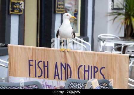 Seagull hopefully standing on Fish and Chips sign next to tables outside cafe and fish and chip shop, Anstruther, Fife, Scotland, UK Stock Photo