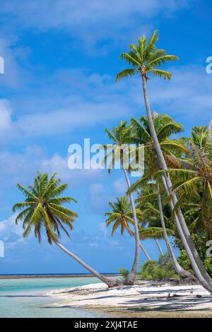 Coconut palm (Cocos nucifera), picturesque secluded beach, Tikehau, atoll, Tuamotu archipelago, Tuherahera, Rangiroa, French Polynesia Stock Photo