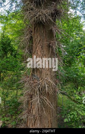 Tree trunk of the false Christ thorn, three-thorned Gleditsia (Gleditsia triacanthos), Botanical Garden, Erlangen, Middle Franconia, Bavaria, Germany Stock Photo