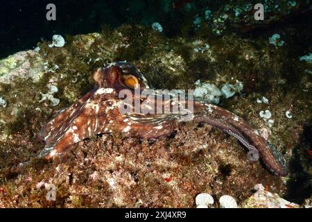 Common Octopus (Octopus vulgaris) on the seabed. Dive site Marine protected area Cap de Creus, Rosas, Costa Brava, Spain, Mediterranean Sea Stock Photo