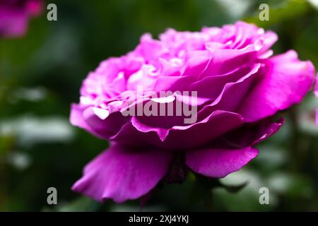 Purple peony flower, macro photo with soft selective focus Stock Photo