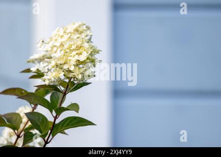Hydrangea white flowers on a summer day over blurred blue wall background, outdoor macro photo with selective soft focus Stock Photo
