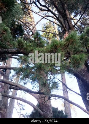 Monterey pine (Pinus radiata) Plantae Stock Photo - Alamy