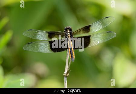 Female Widow Skimmer (Libellula luctuosa) dragonfly in an Iowa prairie Stock Photo