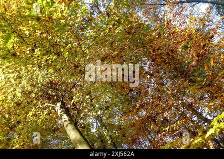 Trees with autumnal colourful discoloured leaves colourful foliage in forest autumn forest autumn, Duelmener Wildpark, Duelmen, North Stock Photo
