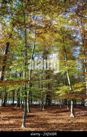 Trees with autumnal colourful discoloured leaves colourful foliage in forest autumn forest autumn, Duelmener Wildpark, Duelmen, North Stock Photo