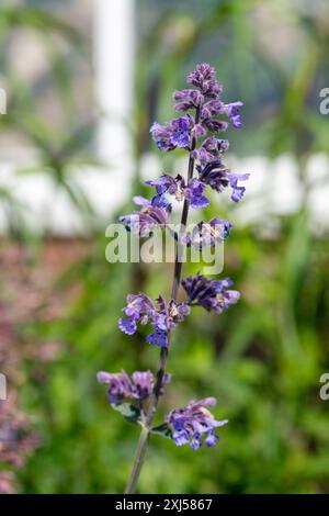 Close up of lesser cat mint (nepeta nepetella) flowers in bloom Stock Photo