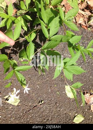 Bowman's root (Gillenia trifoliata) Plantae Stock Photo - Alamy